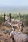 A coyote takes advantage of a rock to gain a better view. Art Print